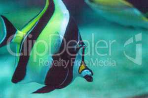 Yellow and black Moorish idol fish Zanclus cornutus