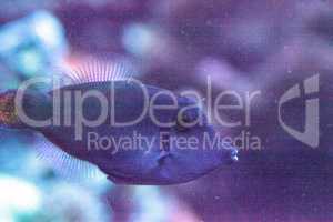 Orangetail filefish Pervagor aspricaudus