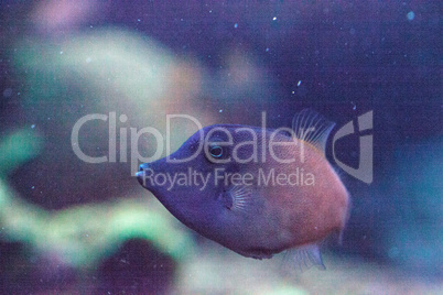 Orangetail filefish Pervagor aspricaudus