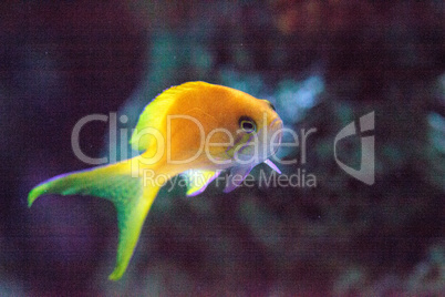 Orange and yellow bicolor anthias Pseudanthias bicolor