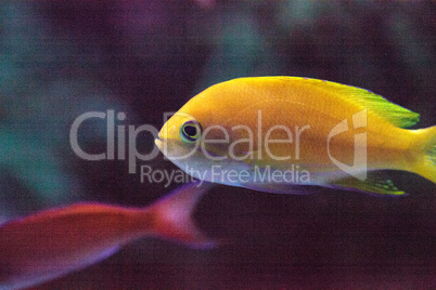 Orange and yellow bicolor anthias Pseudanthias bicolor