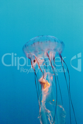 Purple striped jellyfish, Chrysaora colorata