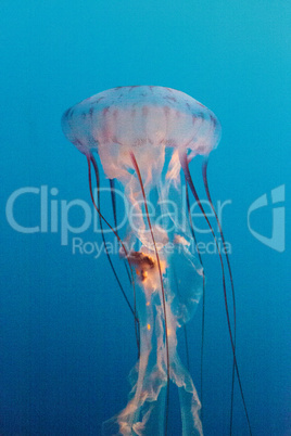 Purple striped jellyfish, Chrysaora colorata