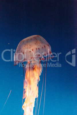 Purple striped jellyfish, Chrysaora colorata