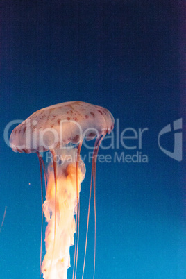 Purple striped jellyfish, Chrysaora colorata