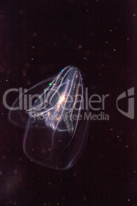 Comb jelly Phylum Ctenophora