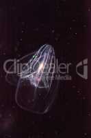 Comb jelly Phylum Ctenophora