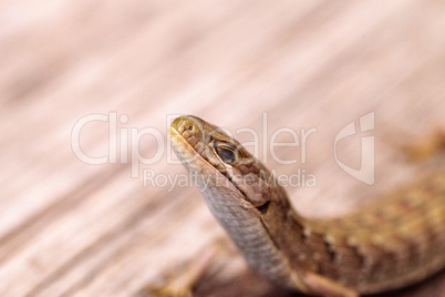 Southern Alligator lizard Elgaria multicarinata