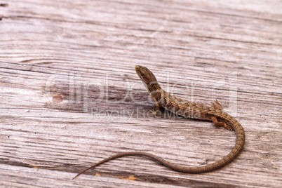 Southern Alligator lizard Elgaria multicarinata