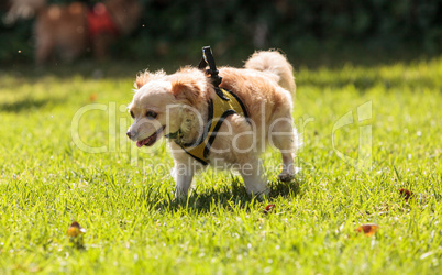 Small blond Chihuahua mixed breed dog