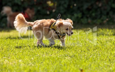 Small blond Chihuahua mixed breed dog