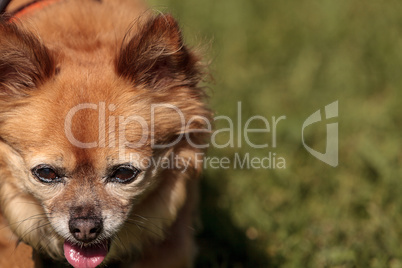 Small blond Chihuahua mixed breed dog