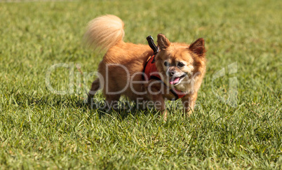 Small blond Chihuahua mixed breed dog