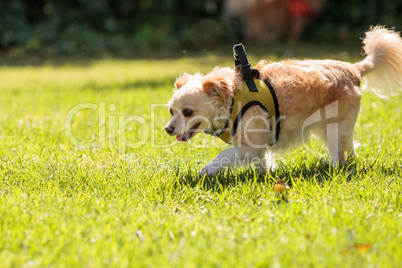 Small blond Chihuahua mixed breed dog