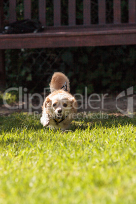 Small blond Chihuahua mixed breed dog