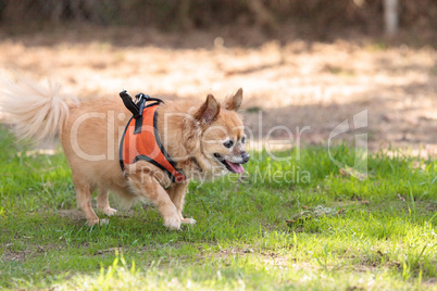 Small blond Chihuahua mixed breed dog