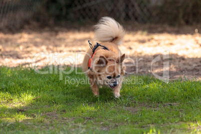 Small blond Chihuahua mixed breed dog