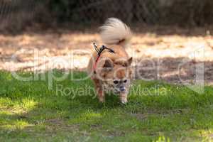 Small blond Chihuahua mixed breed dog