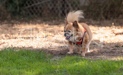 Small blond Chihuahua mixed breed dog