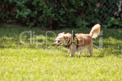 Small blond Chihuahua mixed breed dog