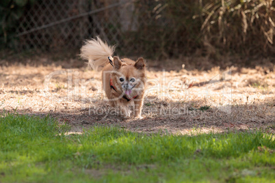 Small blond Chihuahua mixed breed dog