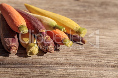 Natural colorful baby carrots in orange, yellow and purple