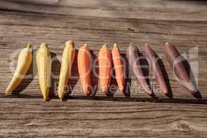 Natural colorful baby carrots in orange, yellow and purple