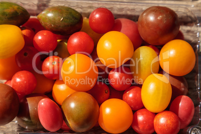 Bright colorful cherry tomatoes in red, yellow, green and purple