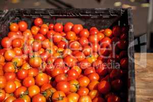 Mix of colorful cherry tomatoes