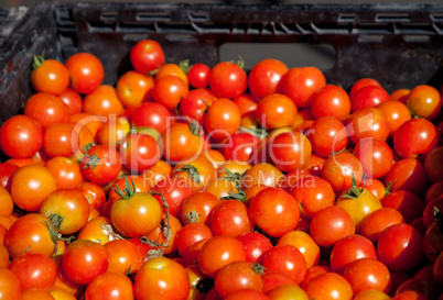 Mix of colorful cherry tomatoes