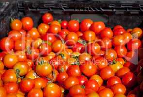 Mix of colorful cherry tomatoes