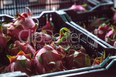 Red dragon fruit in a basket sold at a farmers market