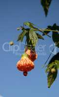 Red and yellow flower on a Chinese lantern flower