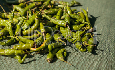 Green chili peppers grown in an organic garden