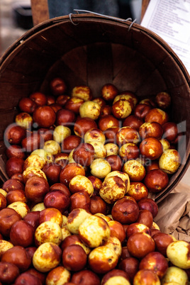 Bushel of brown ziziphus jujube dates