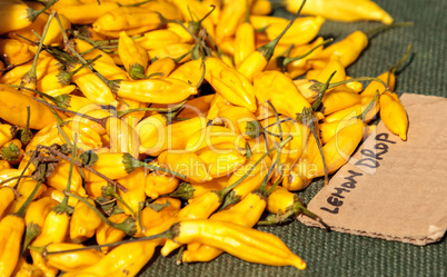 Yellow lemon drop chili peppers grown in an organic garden