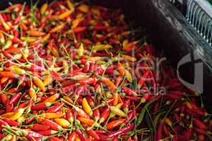 Mixed colorful red, orange and yellow Thai chili peppers