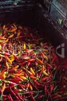 Mixed colorful red, orange and yellow Thai chili peppers