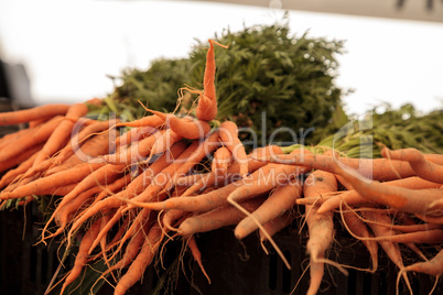 Orange carrots grown and harvested in Southern California