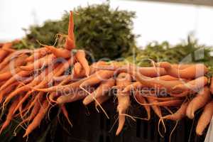 Orange carrots grown and harvested in Southern California