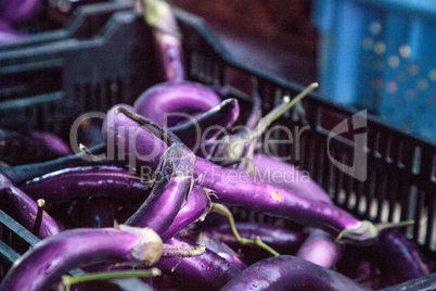 Purple eggplant vegetables grown on a farm