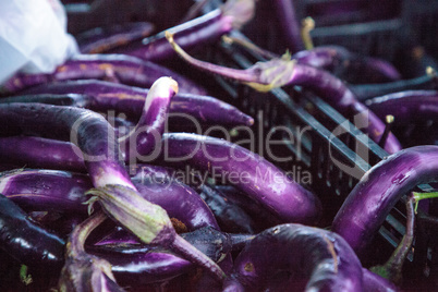 Purple eggplant vegetables grown on a farm