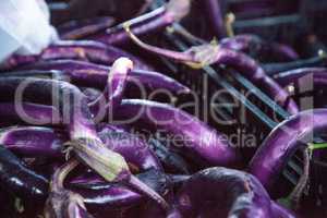 Purple eggplant vegetables grown on a farm