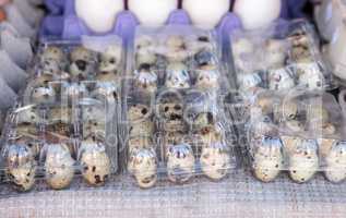 Small Egg Crates of speckled quail eggs
