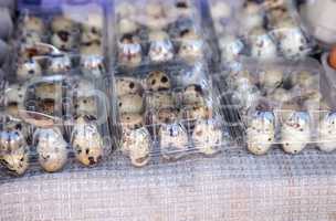 Small Egg Crates of speckled quail eggs
