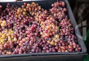 Bunches of Red flame grapes in a basket sold at a farmers market
