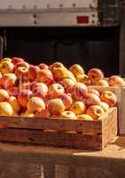 Bushel of yellow apples in a crate at a farmers market