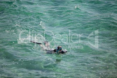 Snorkeling diver looking for fish in the warm waters