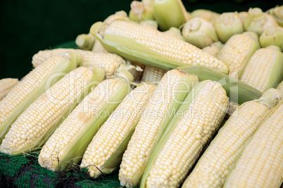 Yellow sweet corn ears shucked