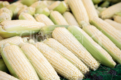 Yellow sweet corn ears shucked